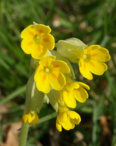 Primula_veris_170405 Primula_veris_170405
