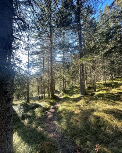 Wald_1 Wald_1